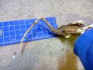 photo thumbnail #3
