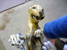 photo thumbnail #6