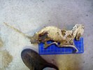 photo thumbnail #8