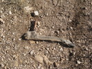 photo thumbnail #13