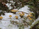 photo thumbnail #4