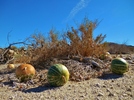 photo thumbnail #11