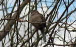 photo thumbnail #4