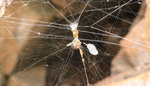 photo thumbnail #14