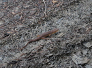 photo thumbnail #11