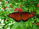 photo thumbnail #14