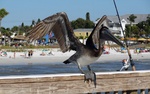 photo thumbnail #12