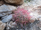 photo thumbnail #4