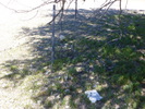 photo thumbnail #13