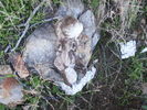 photo thumbnail #2