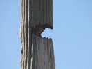 photo thumbnail #10