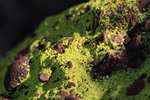 photo thumbnail #12