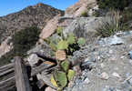 photo thumbnail #9