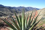 photo thumbnail #2