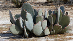 photo thumbnail #13
