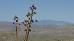 photo thumbnail #15