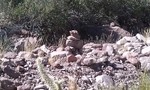 photo thumbnail #12
