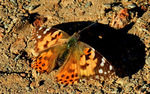 photo thumbnail #8