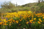 photo thumbnail #8