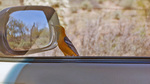photo thumbnail #2