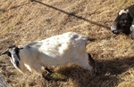 photo thumbnail #3