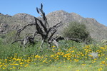 photo thumbnail #8