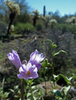 photo thumbnail #7