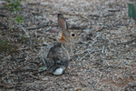 photo thumbnail #11