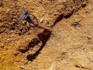 photo thumbnail #11