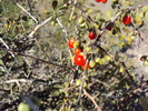 photo thumbnail #5