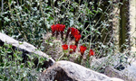 photo thumbnail #15