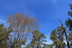 photo thumbnail #3