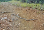 photo thumbnail #10
