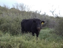 photo thumbnail #13