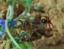photo thumbnail #8