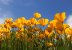photo thumbnail #12