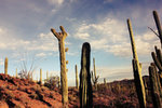 photo thumbnail #5