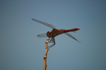 photo thumbnail #2