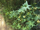 photo thumbnail #11
