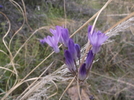 photo thumbnail #13