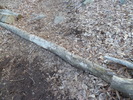 photo thumbnail #9