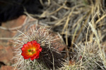photo thumbnail #7