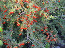 photo thumbnail #7