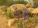 photo thumbnail #11