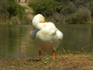 photo thumbnail #14
