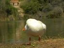 photo thumbnail #15