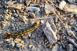 photo thumbnail #6