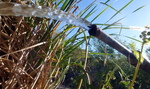 photo thumbnail #9