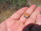 photo thumbnail #11