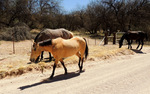 photo thumbnail #12